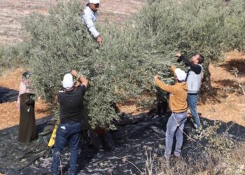 الأمم المتحدة: الاعتداءات على موسم قطف الزيتون تهدف إلى فصل الفلسطينيين عن أرضهم