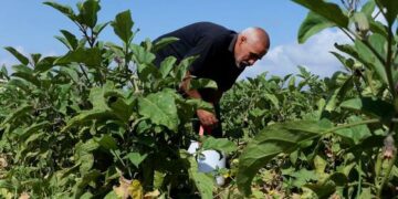 مزارعو غزة يحاولون إعادة الحياة إلى الأراضي الزراعية المدمرة